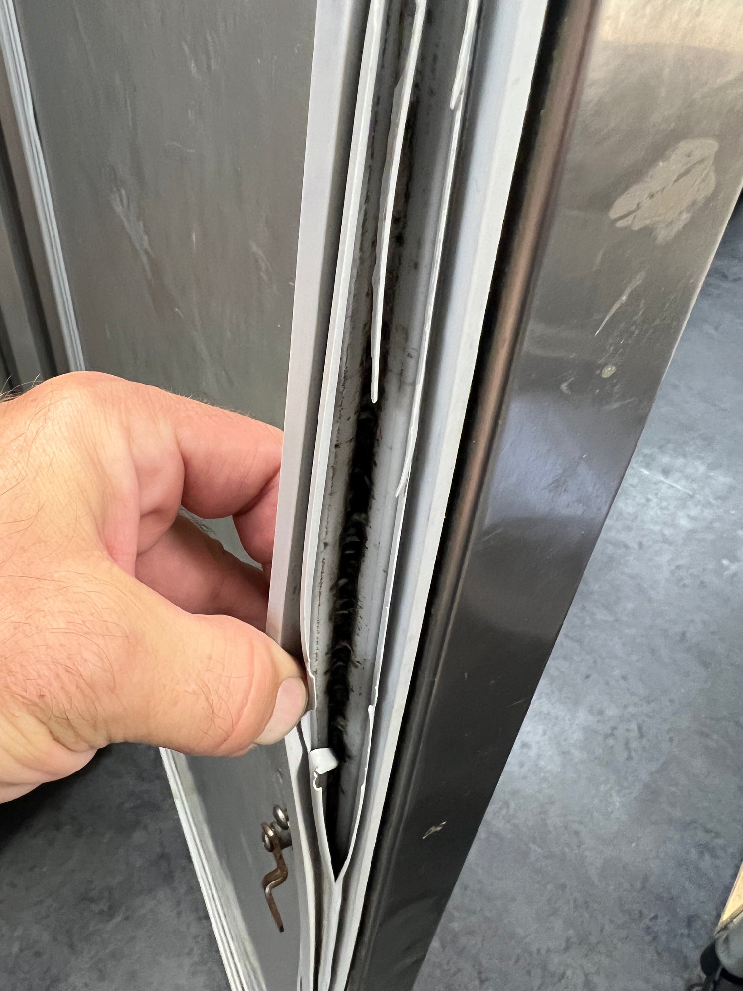 Technician inspecting torn commercial refrigeration gasket with visible mold growth